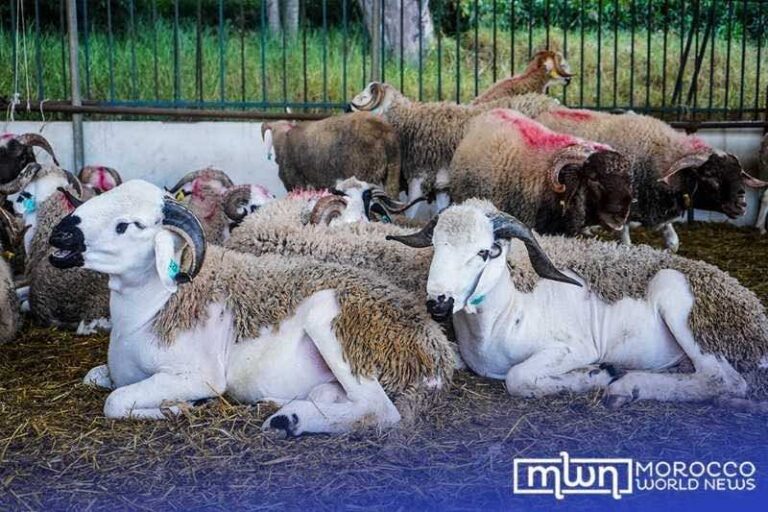 a-day-in-the-life-of-moroccans-during-eid-al-adha