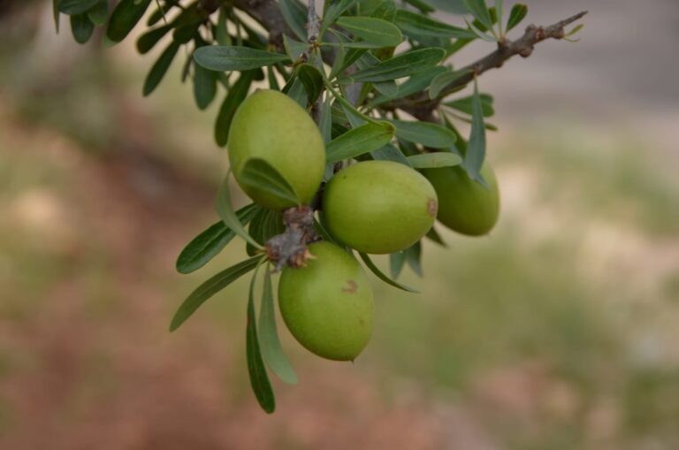 international-argan-tree-exhibition-returns-to-agadir-to-honor-moroccos-natural-heritage