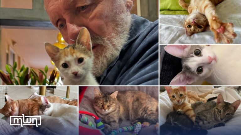 legendary-anthony-hopkins-expresses-love-advocates-for-cats-adoption-from-morocco