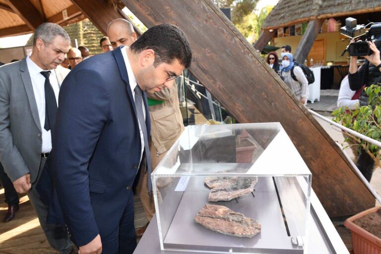 morocco-recovers-56-million-year-old-crocodile-fossil