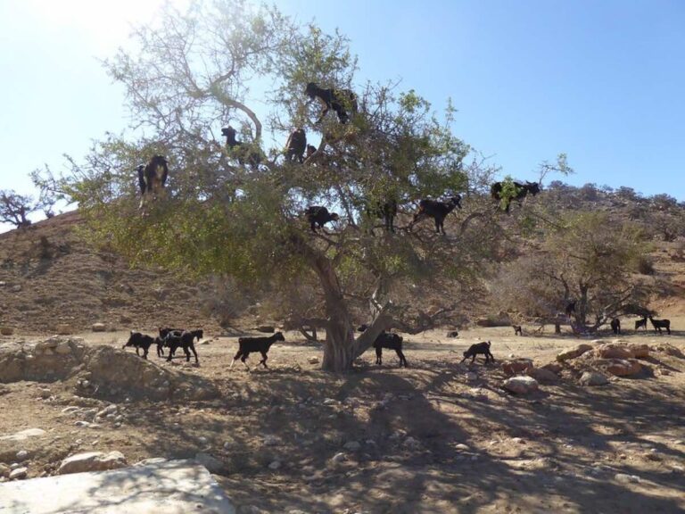 taghazout-bay-to-celebrate-international-argan-day