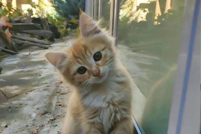 The Secret Life of Moroccan Street Cats