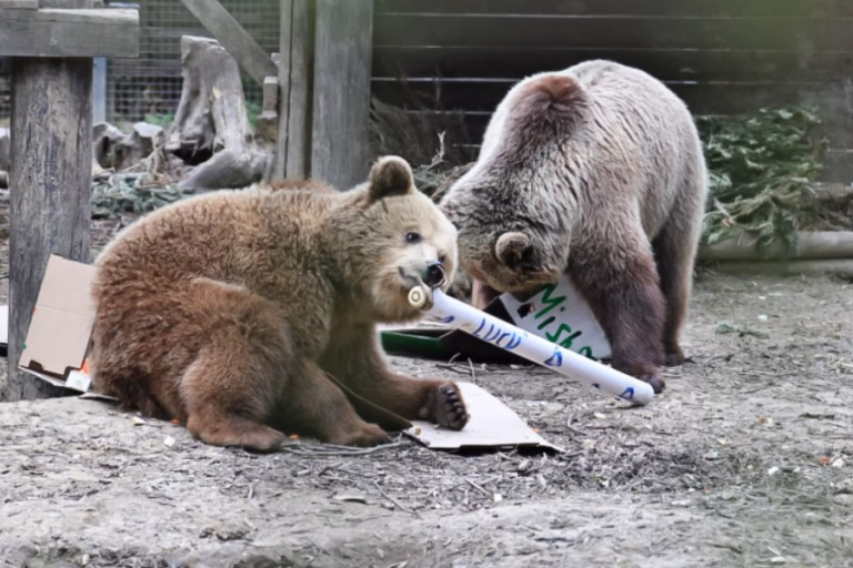 Two Hungry Brown Bears Escaped Their Enclosure in England in Search of a Snack