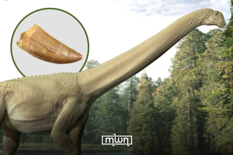 Discovery of Giant Dinosaur Teeth in Morocco Proves for First Time Evidence of Turiasauria in Africa