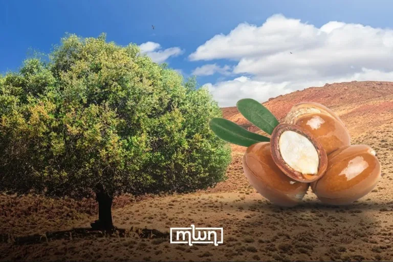 Scientists Map the Argan Tree Genome for the First Time, Unlocking Secrets of Morocco’s ‘Tree of Gold’