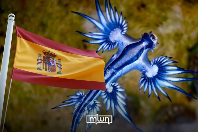 Spain Temporarily Closes Beaches After Rare ‘Blue Dragon’ Sea Creature Spotted