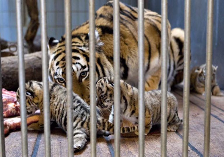 Zoo in Denmark Asks for Pet Animal Donations to Feed Predators