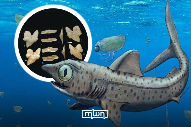 Pseudocorax heteroserratus