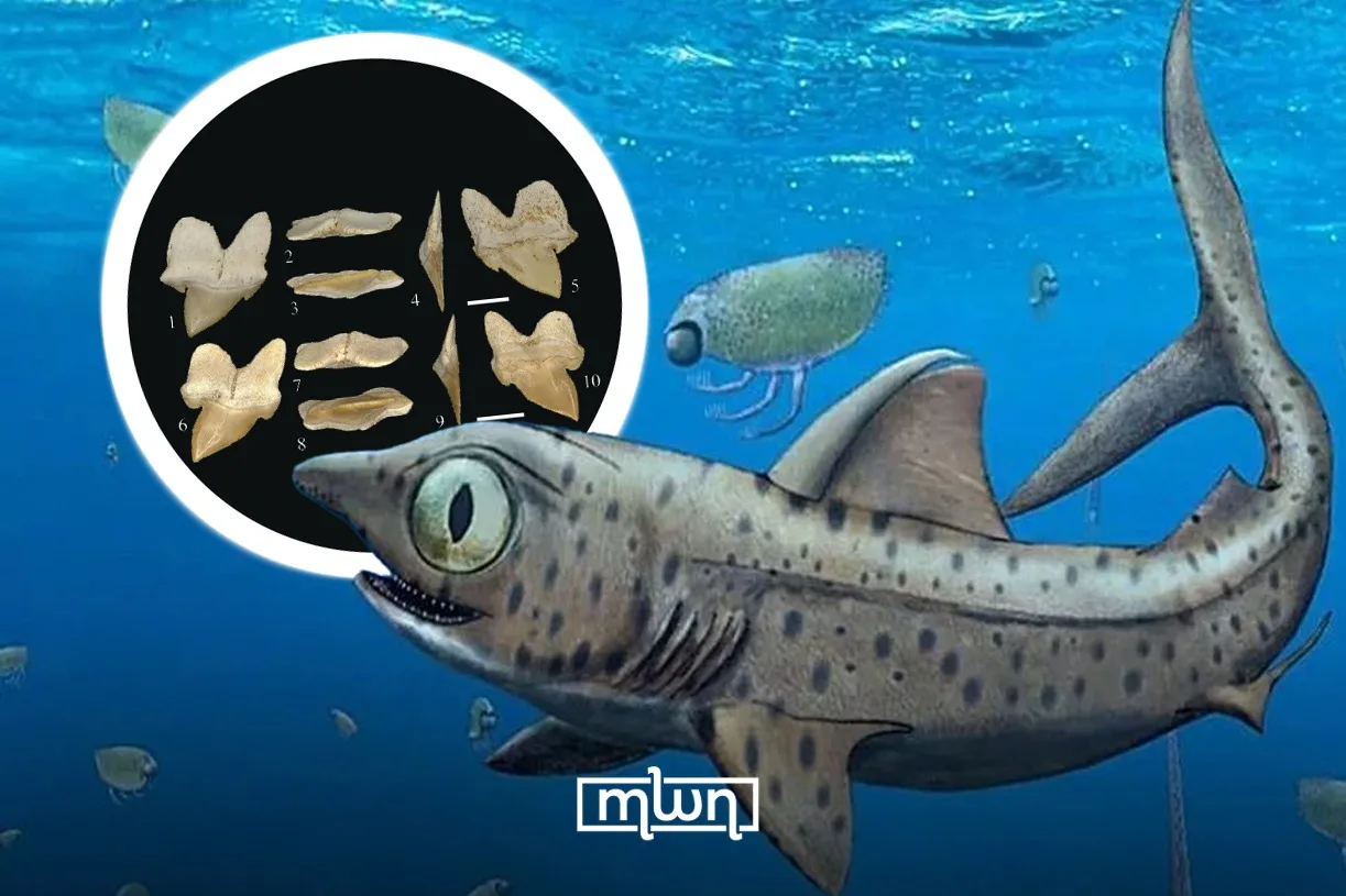 Pseudocorax heteroserratus