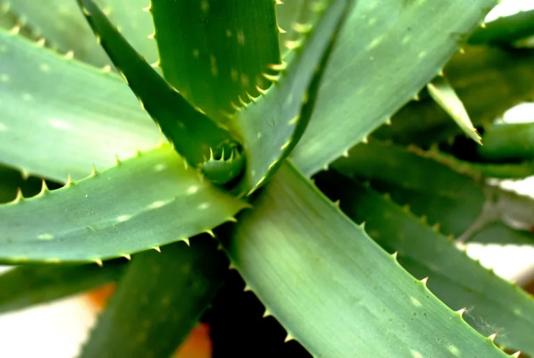 How to Grow Aloe Vera at Home and Why the Plant Is Good for You