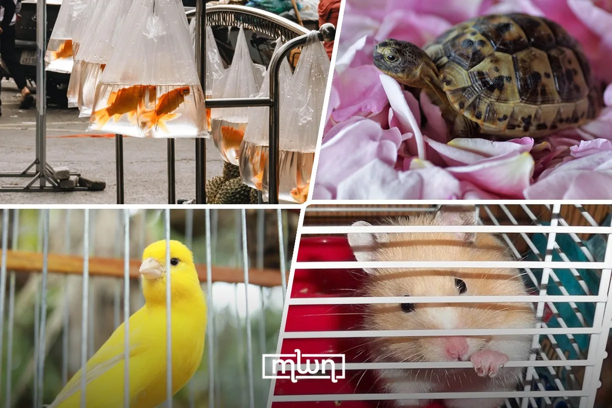 Low-Maintenance Pets That Help Children Learn Responsibility