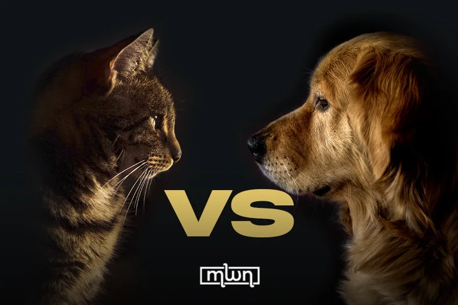 Cat vs Dog: The Real Differences Behind the Cute Photos