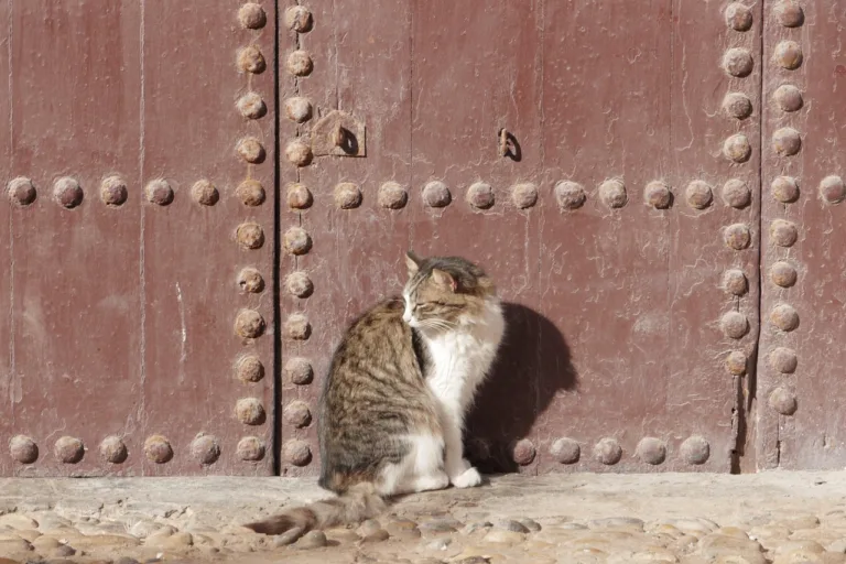 Sharing the Streets: Cats and People in Morocco 
