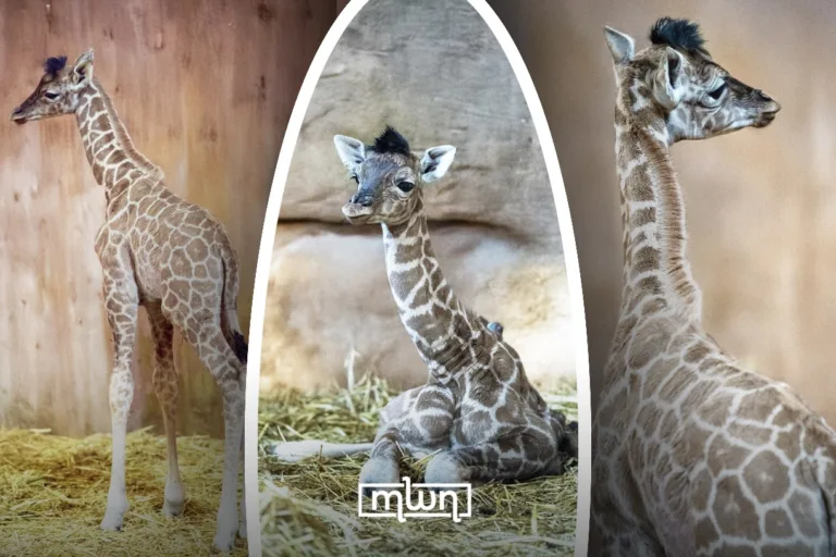 First Giraffe Born in Morocco at Dream Village Zoo