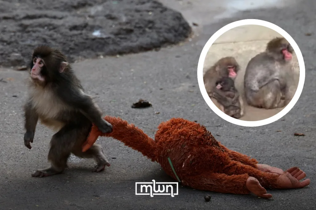 Japan’s Viral Macaque ‘Punch’ Wins Hearts With Plush Companion