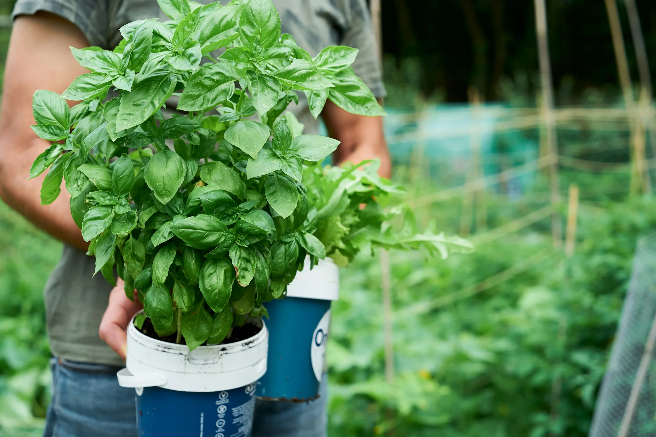 Why Grow Basil at Home 
