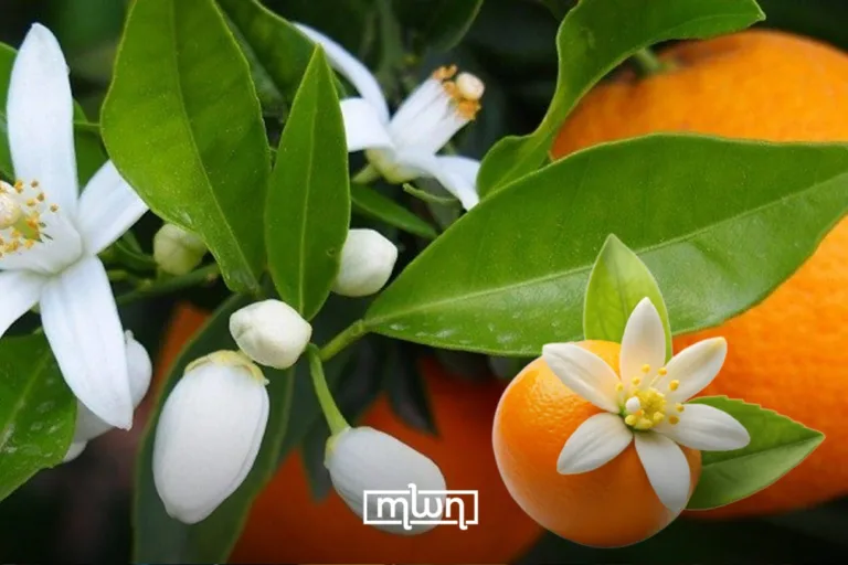 How Morocco’s Orange Blossom Season Turns Kids Into Spring Hustlers