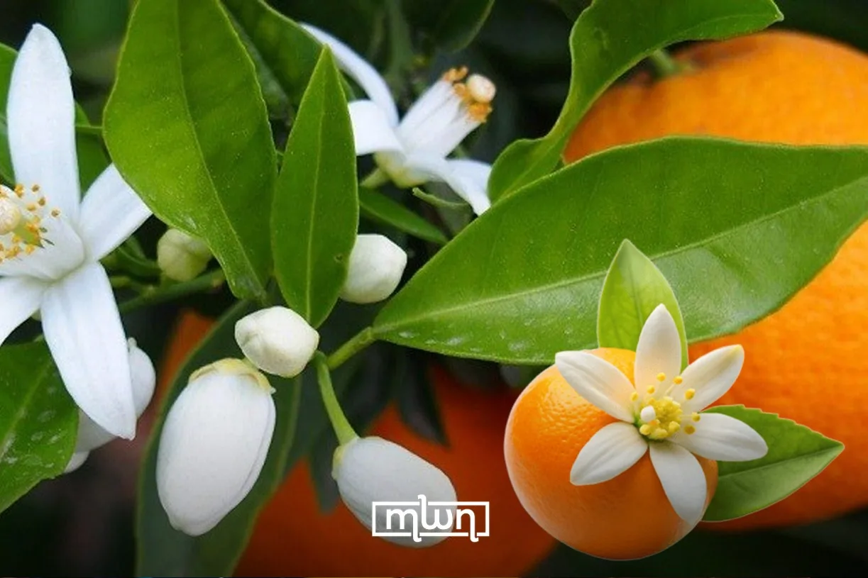 How Morocco’s Orange Blossom Season Turns Kids Into Spring Hustlers