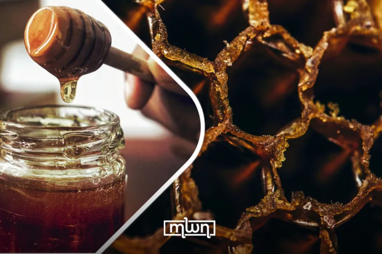 Daghmous Honey: Morocco’s Liquid Treasure With a Medicinal Soul