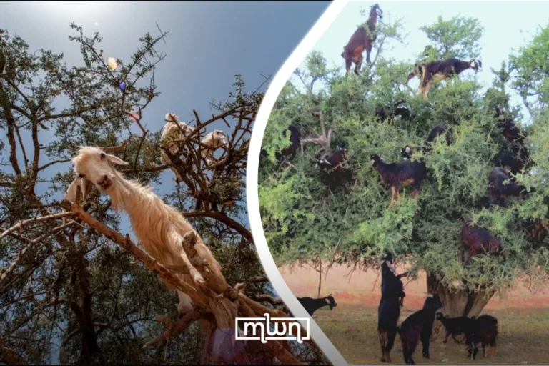 Morocco's Agdal System Is Climate Wisdom Hidden in Plain Sight