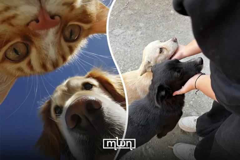 How to help stray animals in Morocco during the heat wave