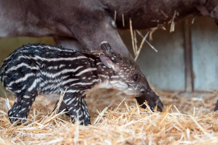 The birth of a baby Brazilian tapir at the Zoo de Aïn Sebaâ