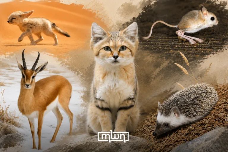 The Moroccan Sahara Is Hiding Animals Too Cute for the Desert
