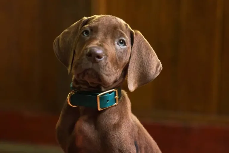 Netflix Reveals First Look at Live-Action 'Scooby-Doo'