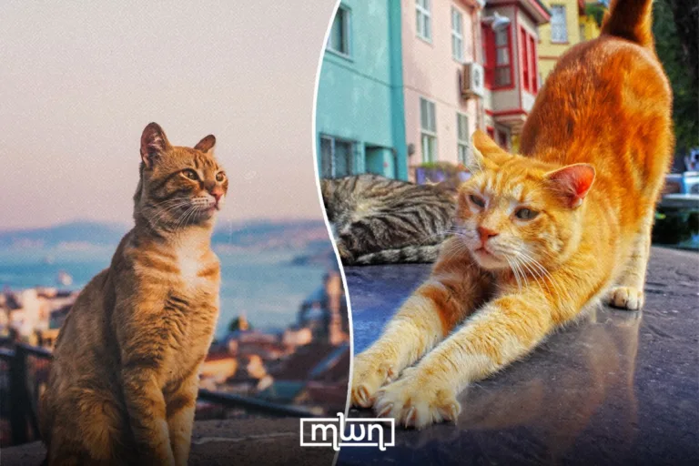Cats in Istanbul