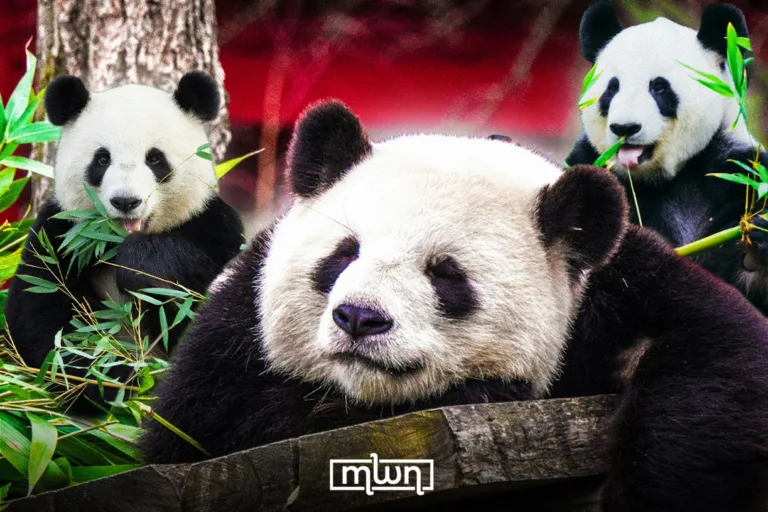 Pandas Are Officially No Longer Endangered