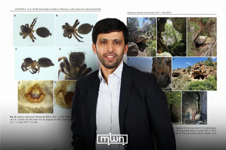 16 New Spider Species Found in Morocco, One Honors El Guerrouj / MWN Design team