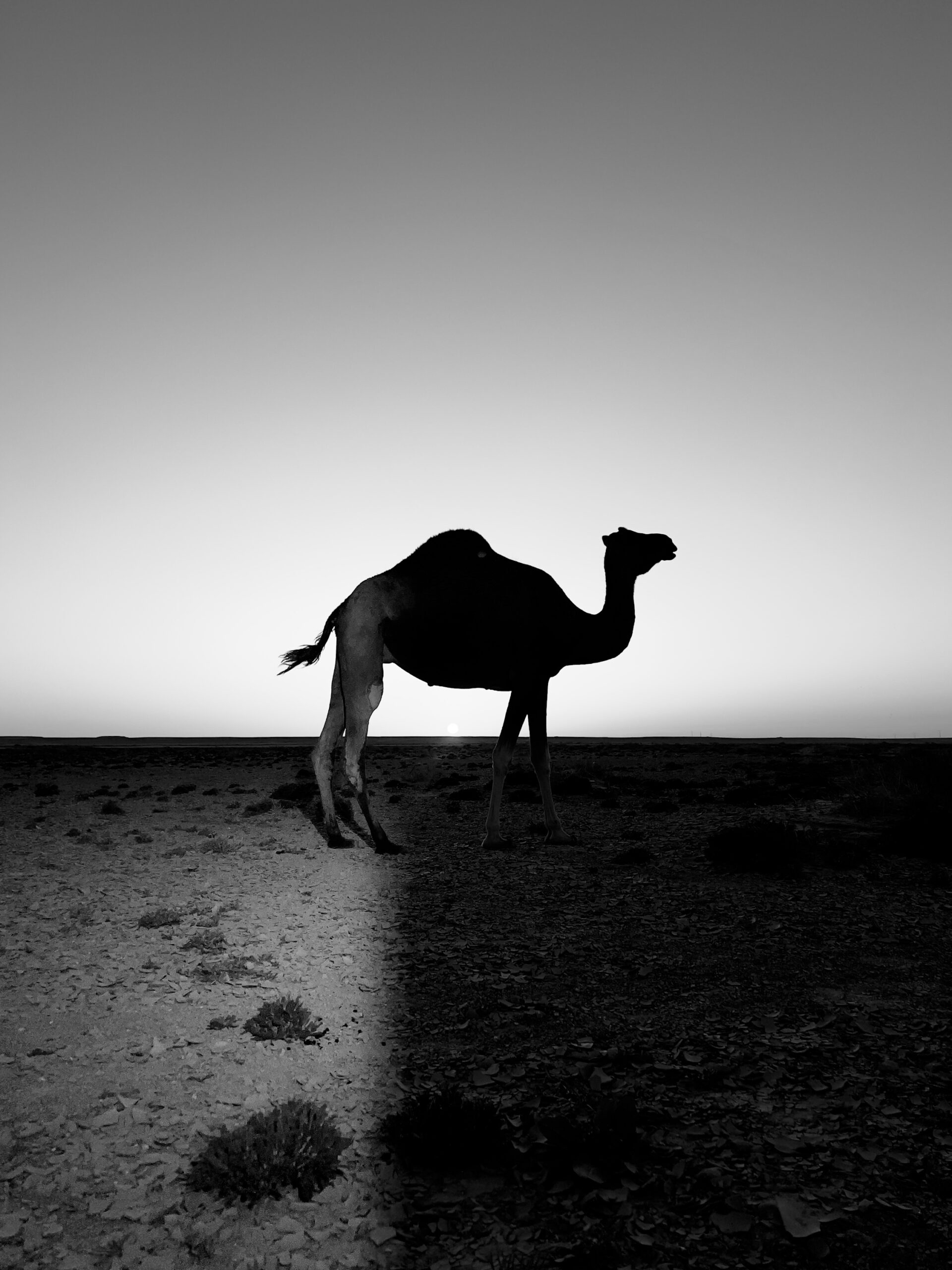 Camel Sillhouette. Courtesy of Ahmad Loukili 